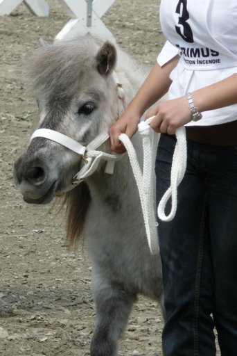 Pearl, test en terrain 2009