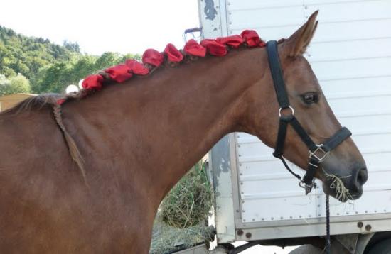 Journée d'initiation au cheval 2009, à Yvonnand