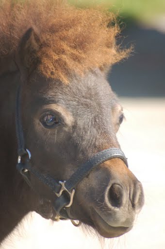 Journée d'initiation au cheval 2009, à Yvonnand