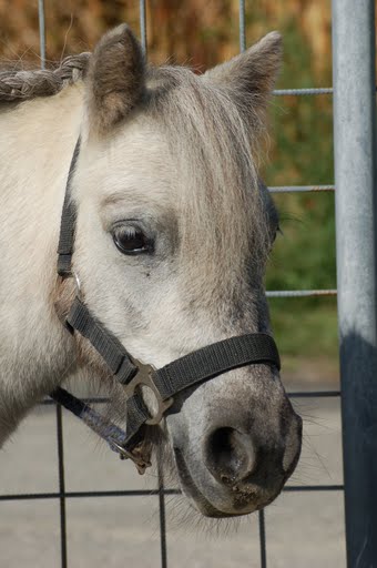 Journée d'initiation au cheval 2009, à Yvonnand