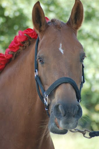 Journée d'initiation au cheval 2009, à Yvonnand