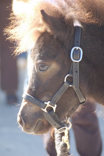 Journée d'initiation au cheval 2009, à Yvonnand