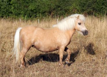 Jazzy au pré 2015