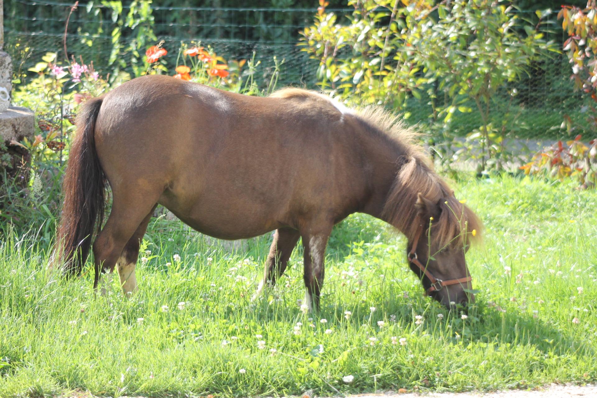 Millie, 2 ans