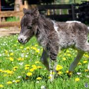 Flute depan ne le 21 avril 2015 20h54 12