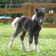 Imaginblack ne le 14 avril 2018