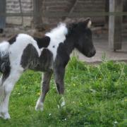 Jooniper 4 jours 24 mai 2019 3