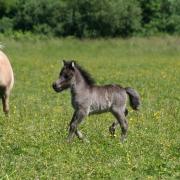 Karamir 8 jours 26 mai 2020 14