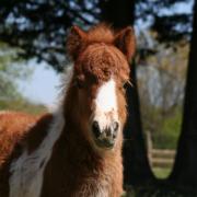 Llew 2 semaines 23 avril 2021 36