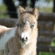 Orolim 2 jours 11 avril 2024 9