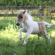 Passiel 9 jours 10 mai 2025 12