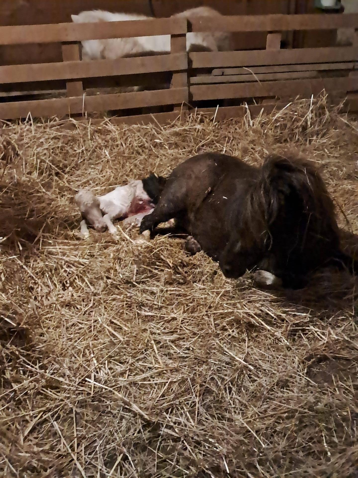 Qualaan, naissance